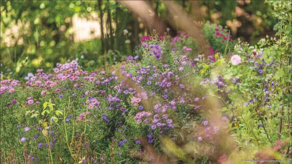 Sechs Stauden jetzt pflanzen – und im Frühjahr eine spektakuläre Blüte erleben
