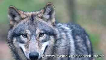 Urlaubsregion will erneut Wolf töten: Tierschützer toben wegen „Freitagabend“-Trick