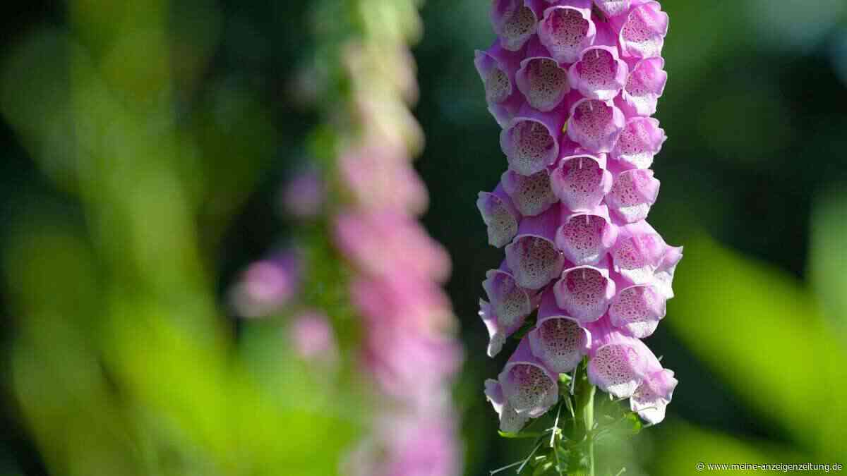 Kerzenblumen im Garten: Jetzt im Herbst aussäen und im Sommer staunen