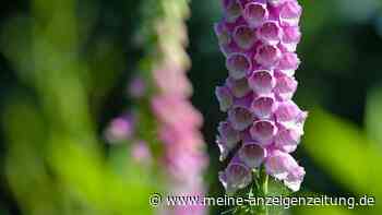 Kerzenblumen im Garten: Jetzt im Herbst aussäen und im Sommer staunen