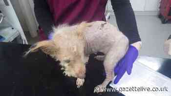 Two dogs put down after family let Jack Russells suffer for weeks in Grangetown home