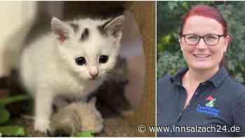 Mit ganz viel Herzblut: Johanna Steinmann aus Töging rettet verwaiste Katzen-Babys vor dem Tod