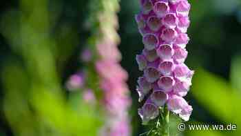 Kerzenblumen im Garten: Jetzt im Herbst aussäen und im Sommer staunen