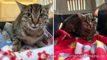Katzen in luftdichter Plastiktüte gefunden: Augsburger Tierschutzverein sucht nach Zeugen