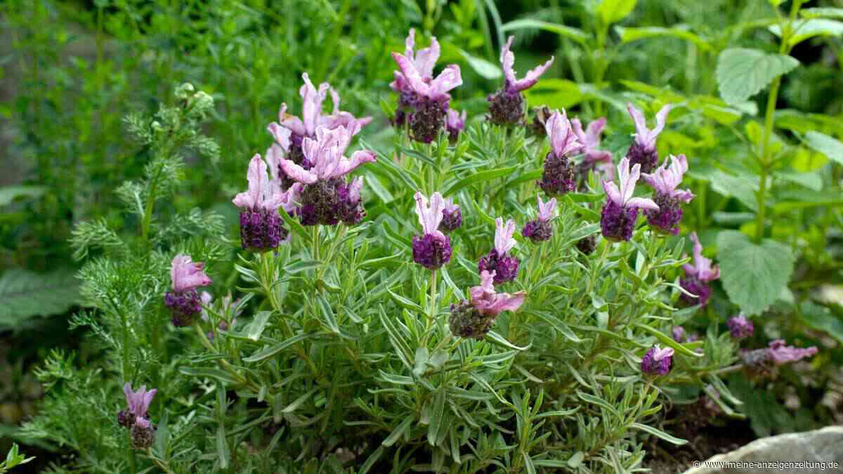 Lavendel im Topf überwintern: Welche Sorten nach drinnen müssen – und welche draußen bleiben dürfen