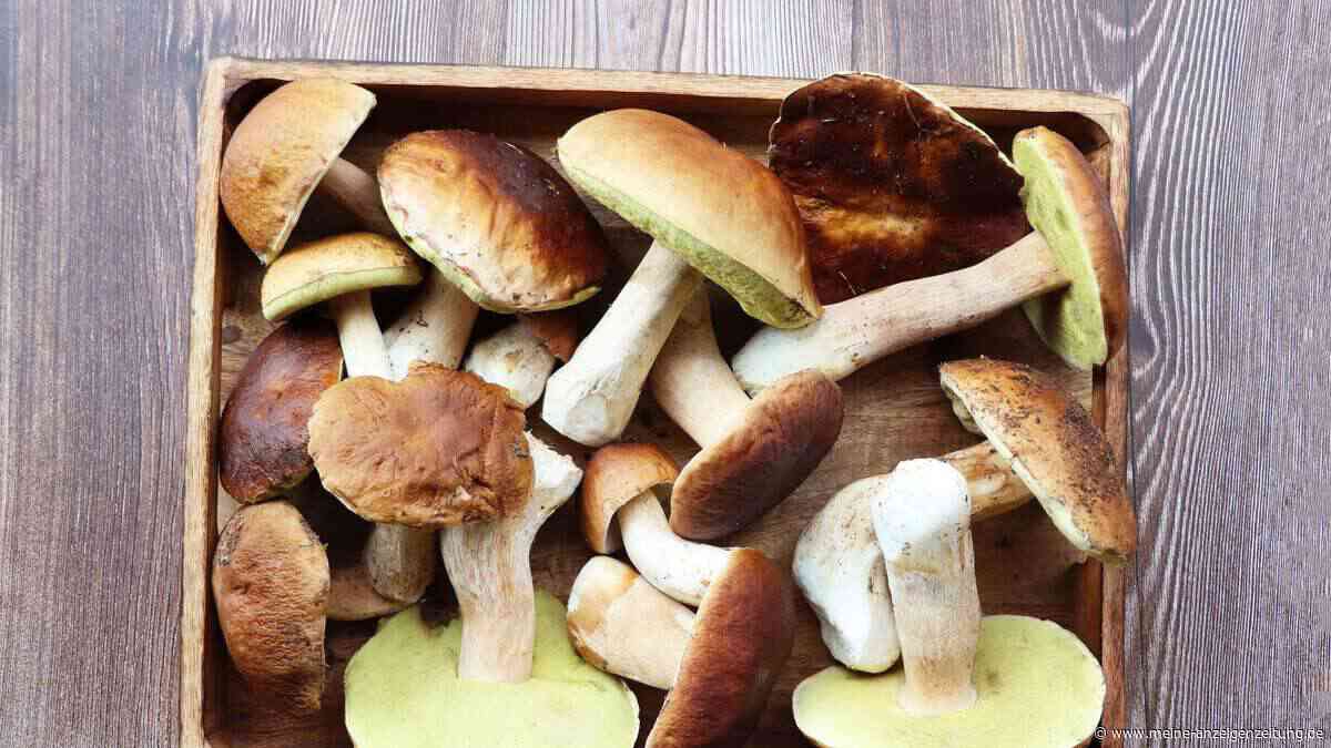 Steinpilz – aromatischer Waldschatz mit wertvollen Nährstoffen
