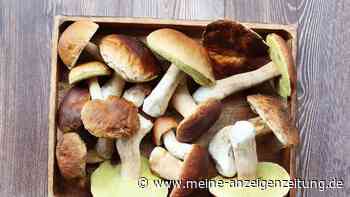 Steinpilz – aromatischer Waldschatz mit wertvollen Nährstoffen