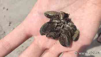 Zebra mussel larvae confirmed in Lake Winnipegosis, Waterhen Lake
