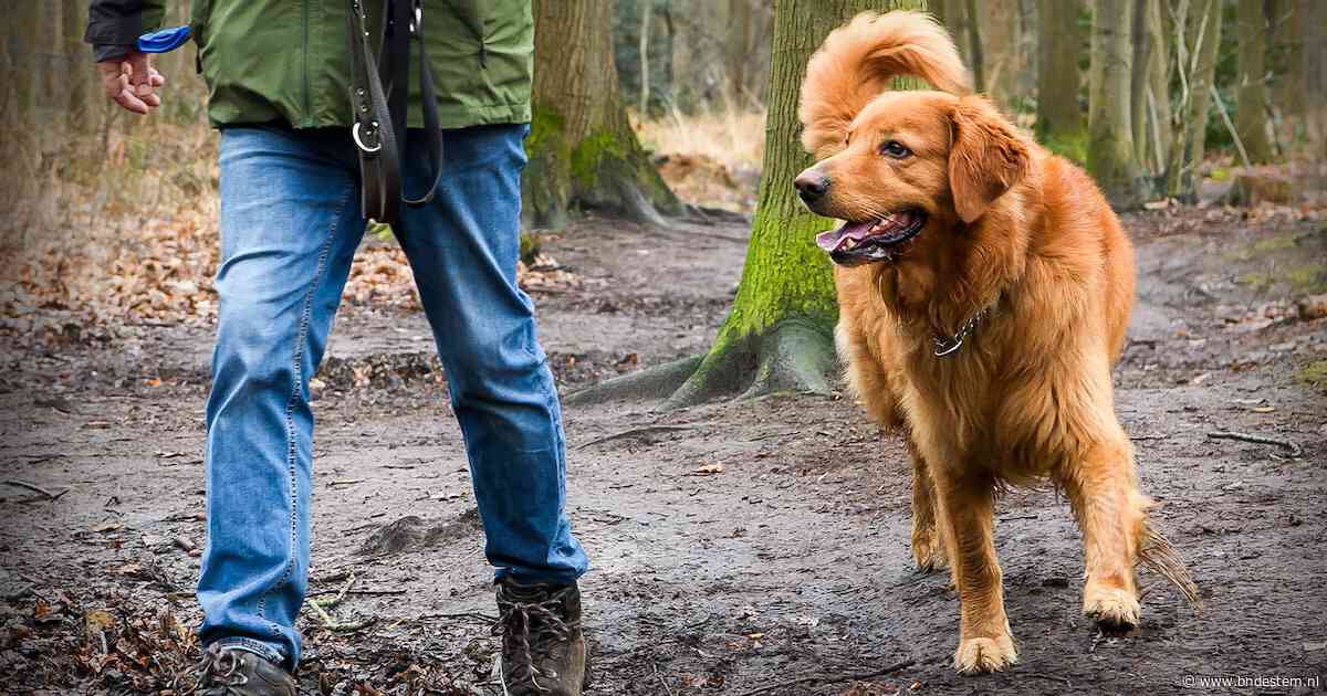 Pech voor hondenbezitters: alternatief voor losloopgebied Ulvenhoutse Bos nog lang niet in zicht