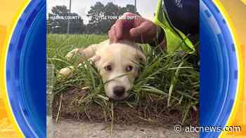 WATCH:  Puppies rescued from beneath sidewalk