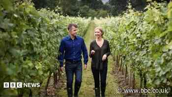 Vineyard's earliest ever harvest after extreme heat