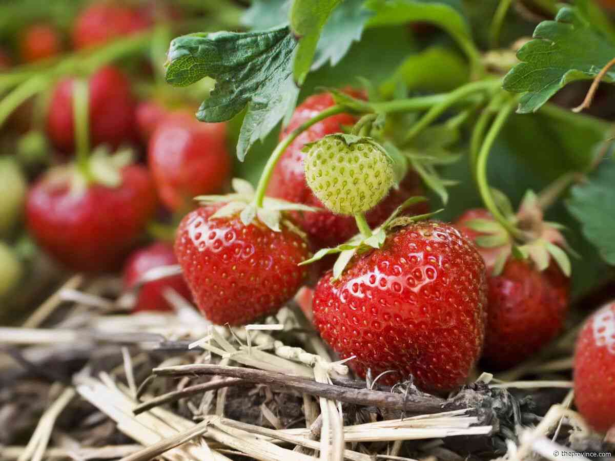 Best to wash berries before or after removing the stems?