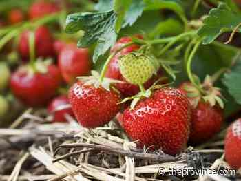 Best to wash berries before or after removing the stems?