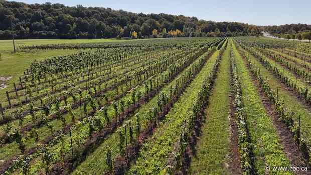 Ice wine producer in Ontario's Niagara region says U.S. buyers 'flabbergasted' by Trump's booze ban order