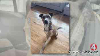 'Angel' Rocco is looking for a forever home