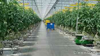 Cardboard tariff exemption welcomed by Chatham-Kent—Leamington MP, greenhouse growers