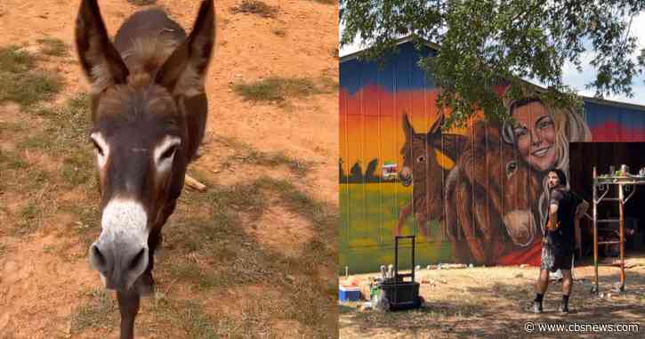 Georgia woman sues officer who shot beloved donkey HeeHaw during search for missing girl