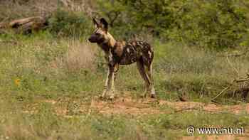 Afrikaanse wilde honden leggen recordafstand van 4.000 kilometer af voor partner