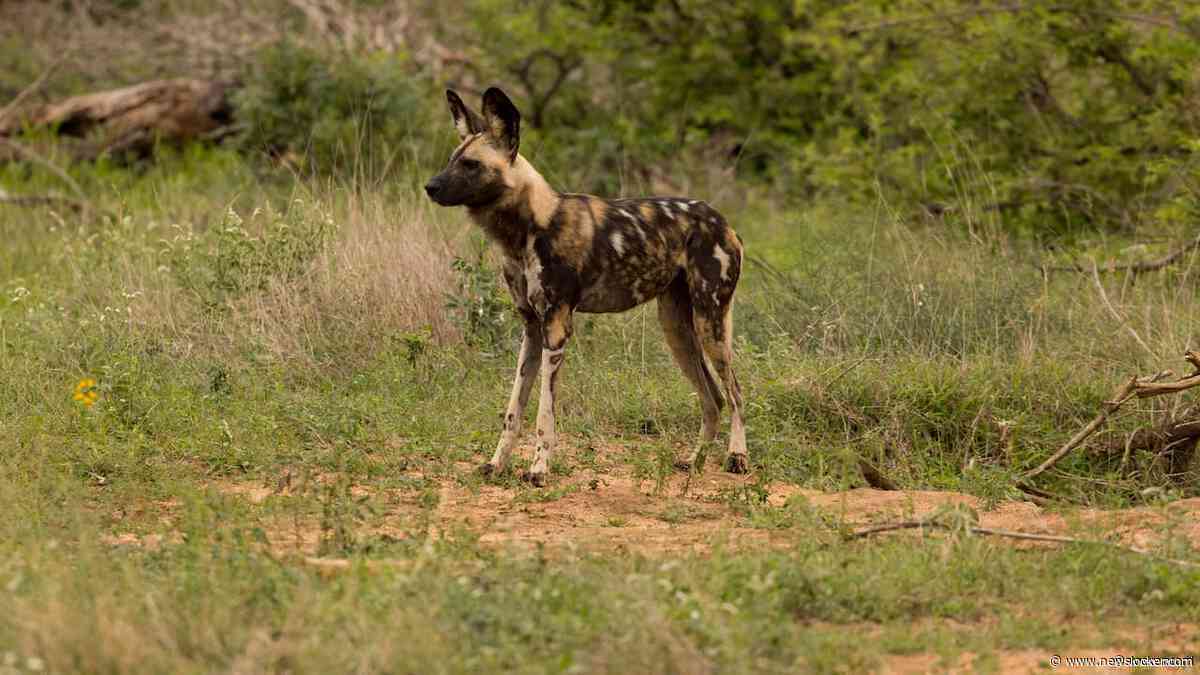Afrikaanse wilde honden leggen recordafstand van 4.000 kilometer af voor partner