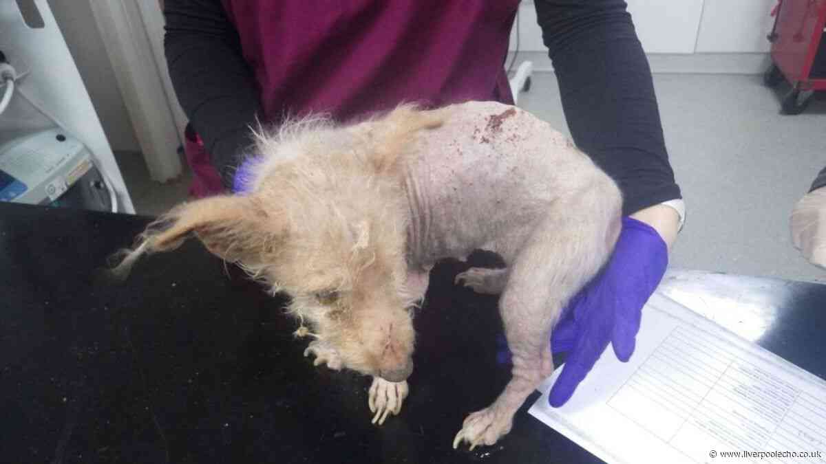 Jack Russells suffered horrifying neglect as family failed to look after them
