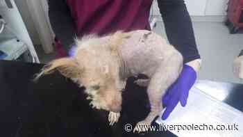 Jack Russells suffered horrifying neglect as family failed to look after them