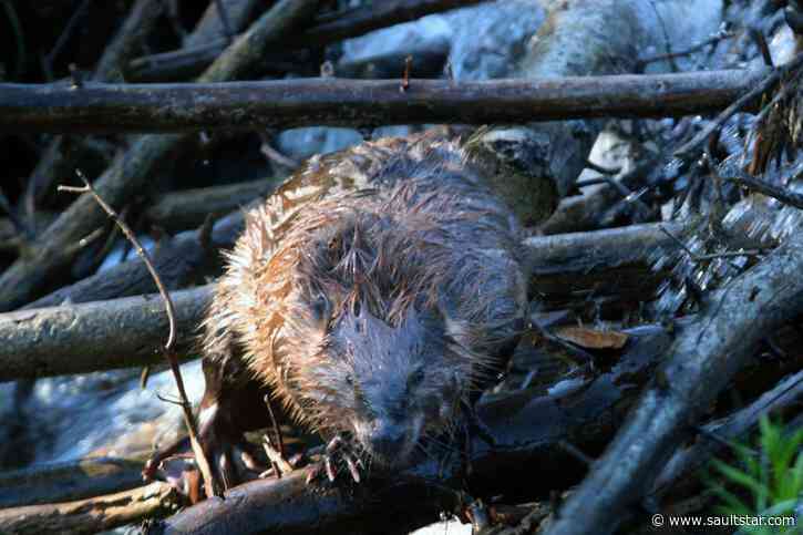 Prince Township ponies up to duck further beaver-related floods