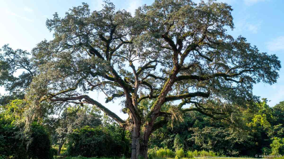 Arborists use supersonic air to save 300-year-old tree that survived American Revolution