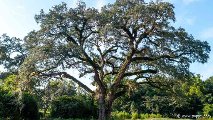 Arborists use supersonic air to save 300-year-old tree that survived American Revolution