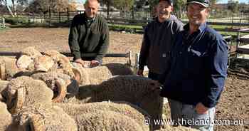 A changing of the guard at Allendale: historic Merino stud enters new ownership