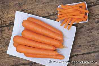 19 Carrot Varieties Ready for the Picking Right Now
