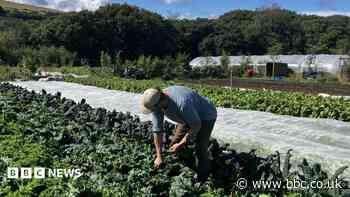 How do you keep soil healthy during a drought?