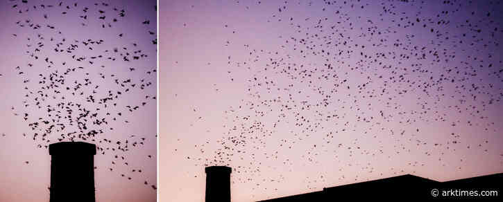Witness a bird tornado at Swift Night Out