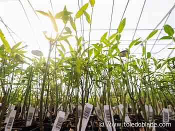 Fall native plant sale in Whitehouse set