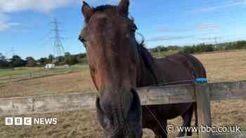 Your photos: Horse close-ups and sunbathing cats