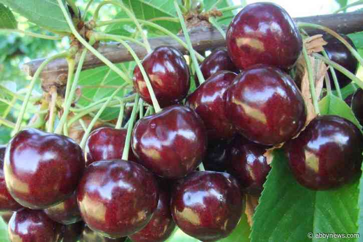 Settlement reached over Staccato cherry dispute
