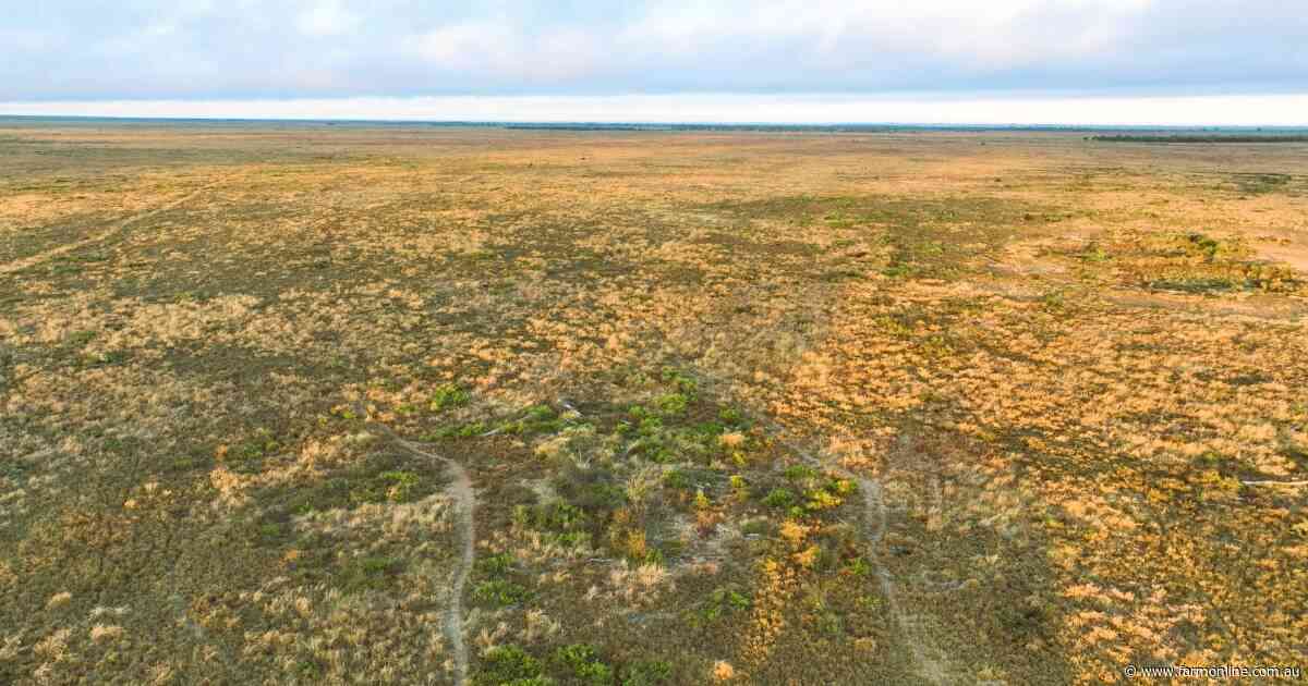 CQ's standout Laglan Pastoral to be sold on a walk in, walk out basis