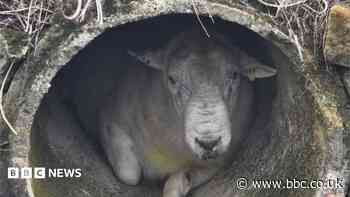 Rambo the 100kg ram rescued after getting stuck in pipe