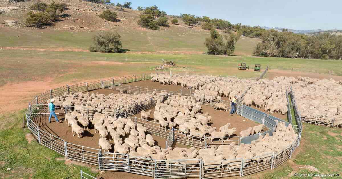 How China is winning a bigger share of a shrinking sheepmeat exports pie