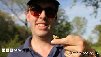 Reintroduction of forest butterflies set to expand
