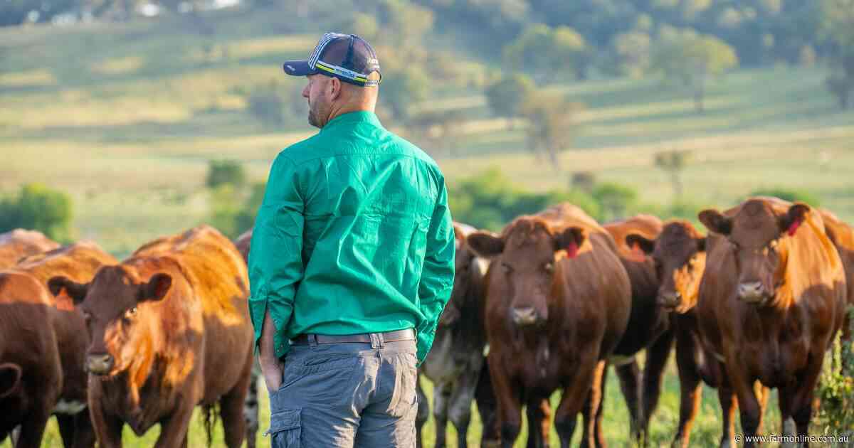 'Lull before storm': why cattle market now forced to sit tight for a month