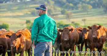 'Lull before storm': why cattle market now forced to sit tight for a month
