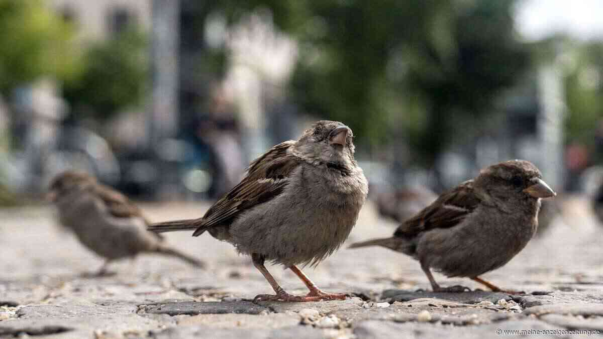 Das Tschilpen verstummt - Spatzen „wie in Luft aufgelöst“