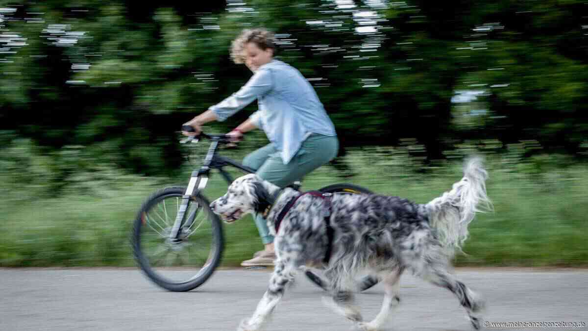Radfahren mit Hund: So wird er fit, gesund und glücklich