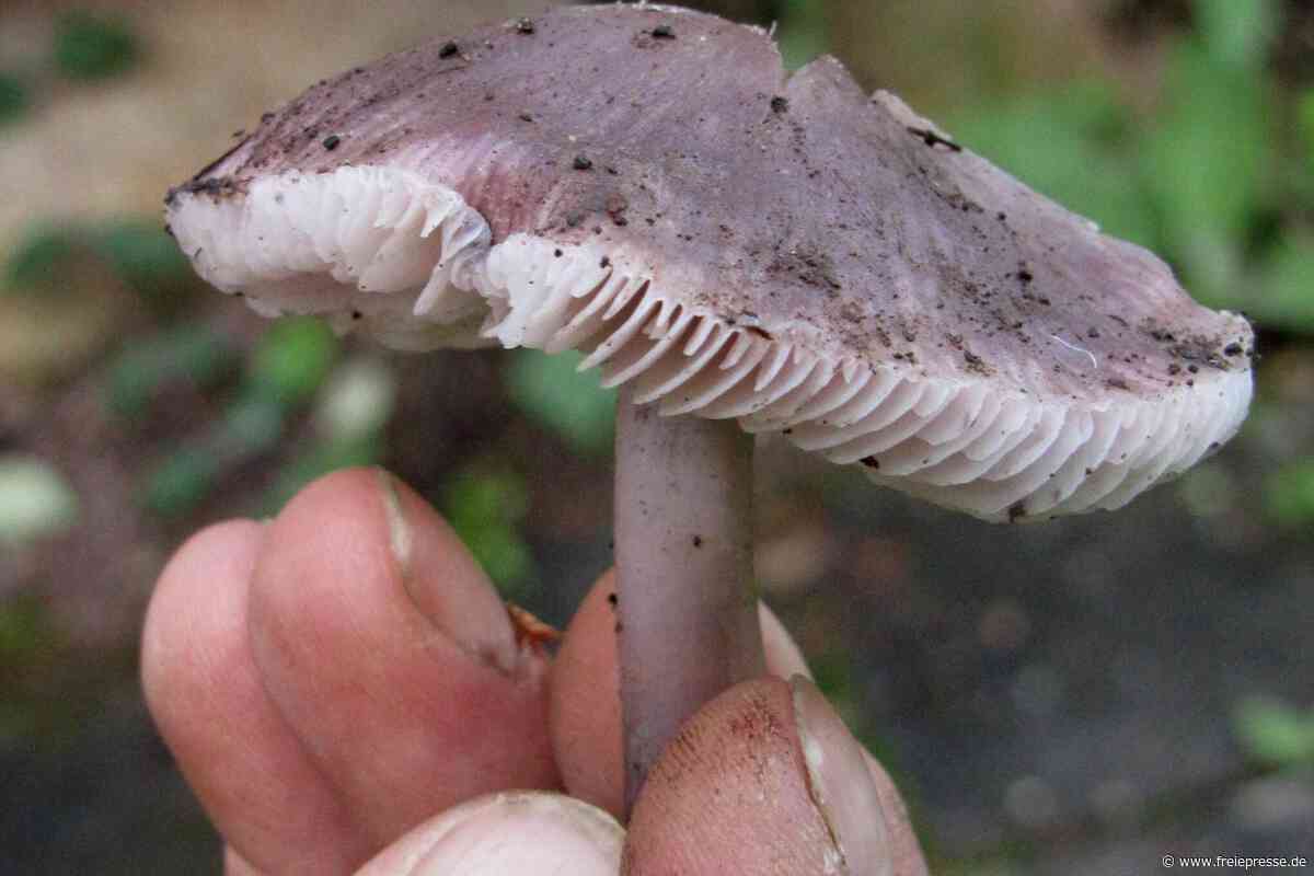 Pilzberater führt in Geringswalde durch den Auenwald