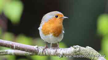 One kitchen cupboard snack will keep robins coming back to your garden