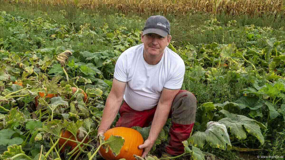 Zehn Tonnen Kürbis: So wachsen Herbstspezialität und Halloween-Deko – „Übrig bleibt nichts“