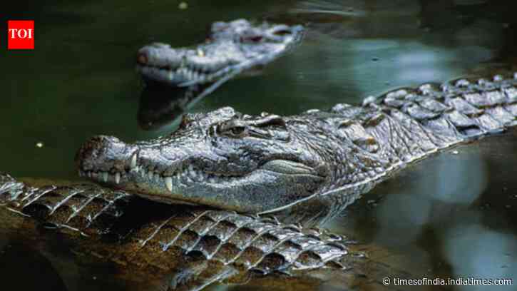 Israel’s crocodile prison plan puts wildlife protection and land use under scrutiny