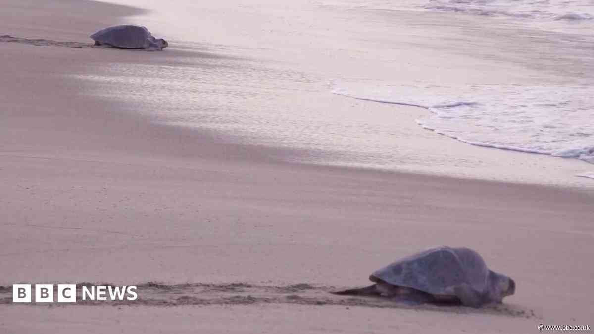 Mass nesting brings swarms of turtles to Mexican beach