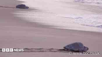 Mass nesting brings swarms of turtles to Mexican beach