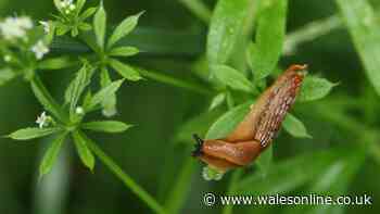 Perfect ‘slug catcher’ for your garden is common fruit costing just 30p